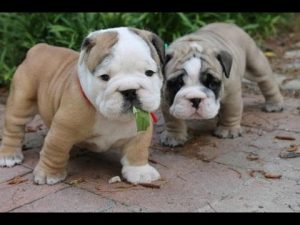 Old English Bulldog puppies kopen